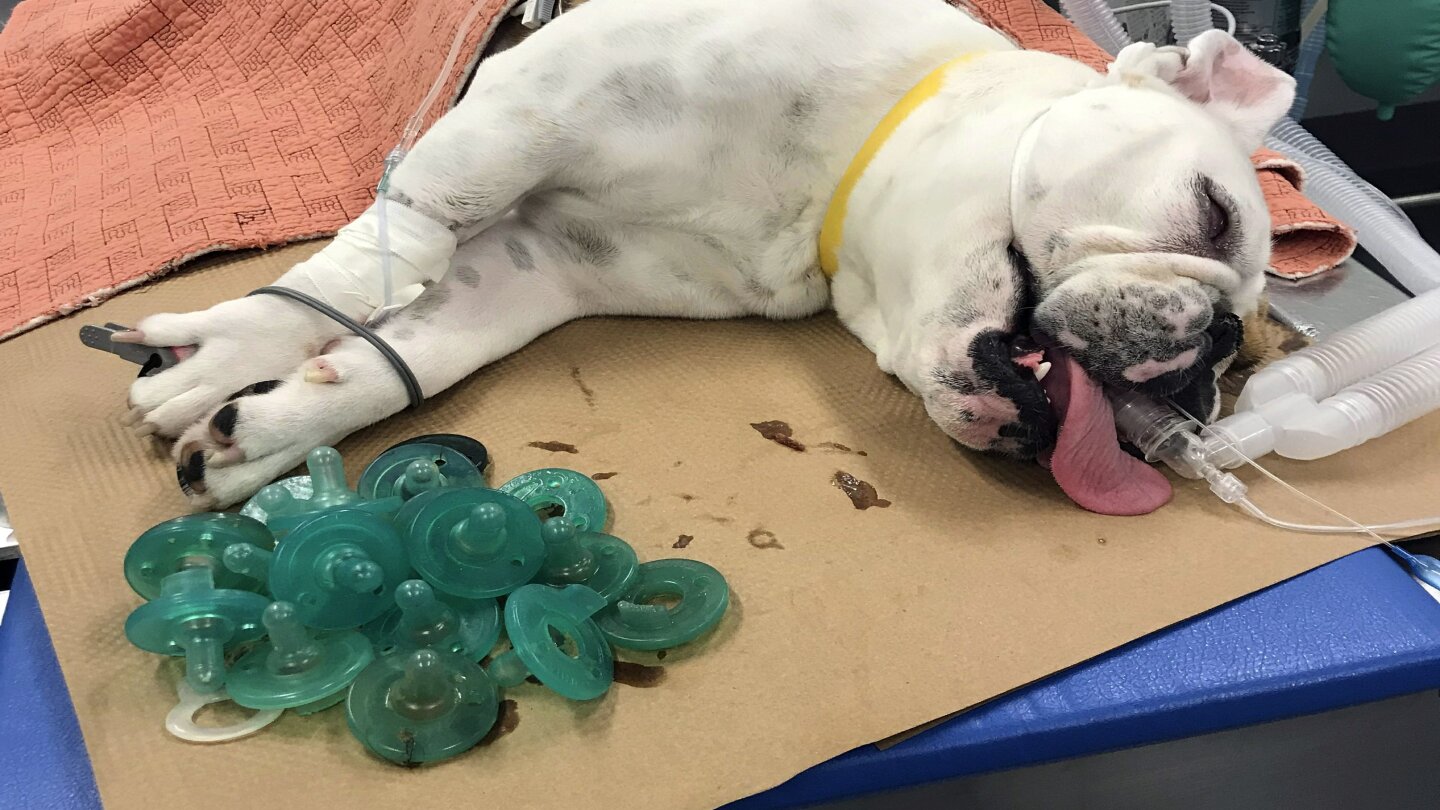 Bulldog swallows pacifiers on sale